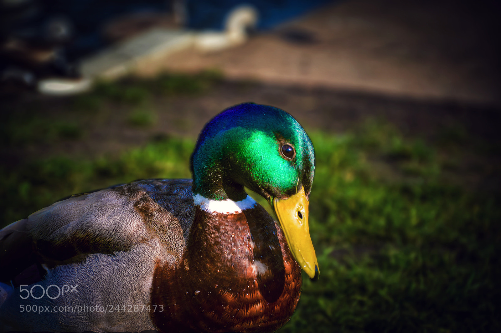 Nikon D3200 sample photo. Ente photography