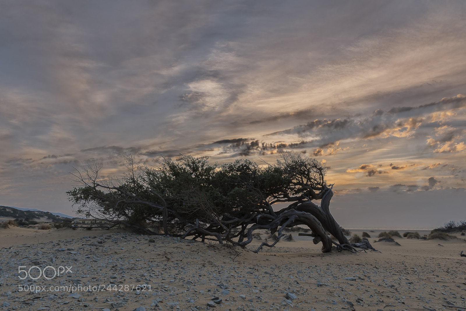Nikon D810 sample photo. Ginepro secolare photography