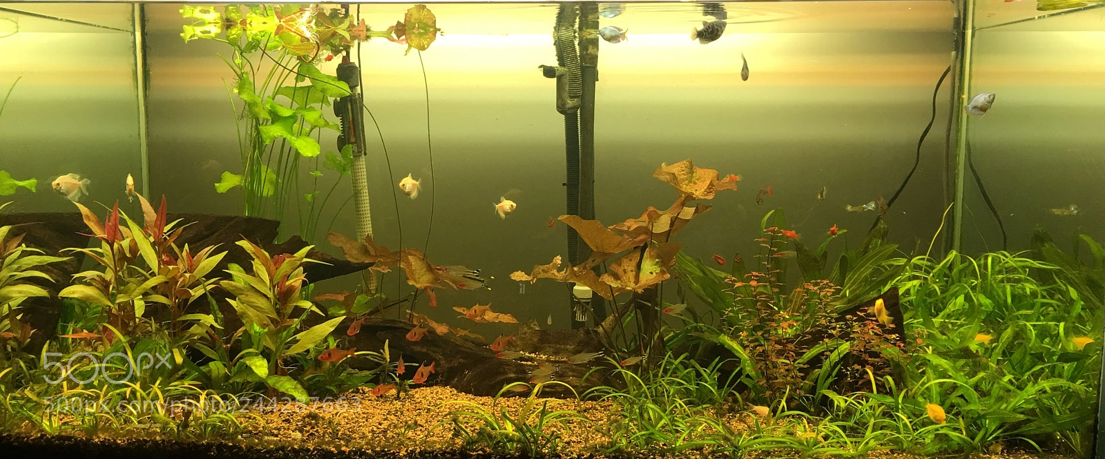 Apple iPhone 6s Plus sample photo. Aquarium 400 litros! photography