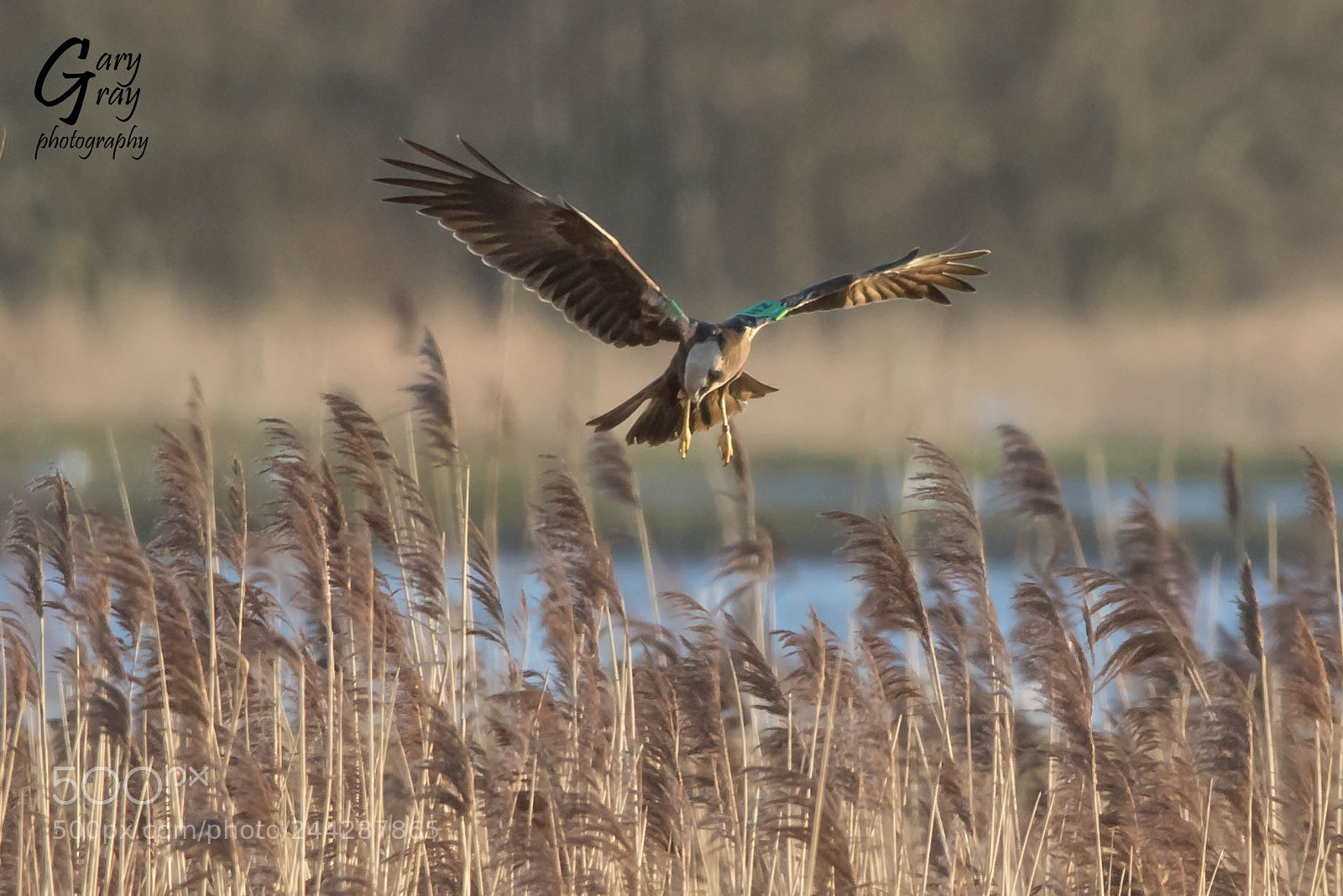 Canon EOS 7D Mark II sample photo. Marsh harrier photography