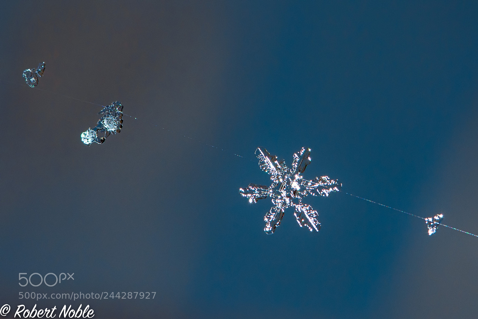 Nikon D7200 sample photo. Snowflake on a spider photography