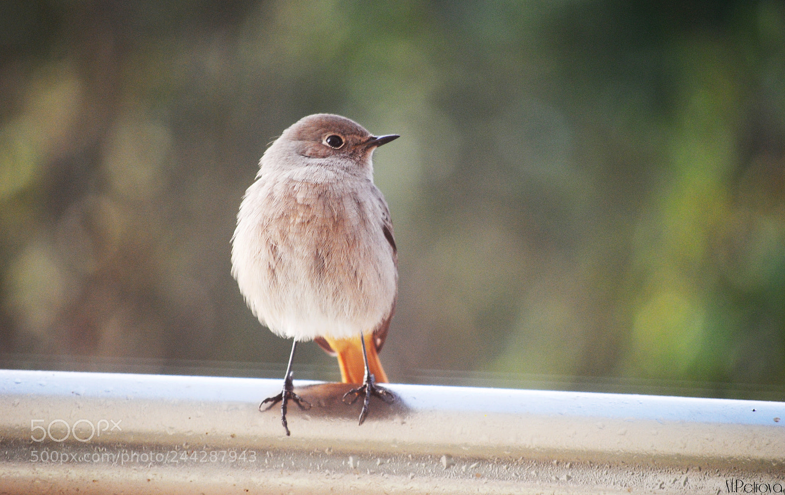 Nikon D3000 sample photo. Hello, little one photography