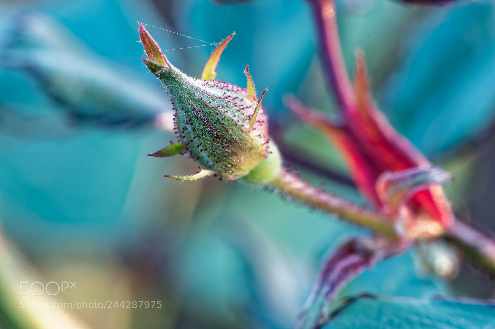 Nikon D500 sample photo. Fleur en macro photography
