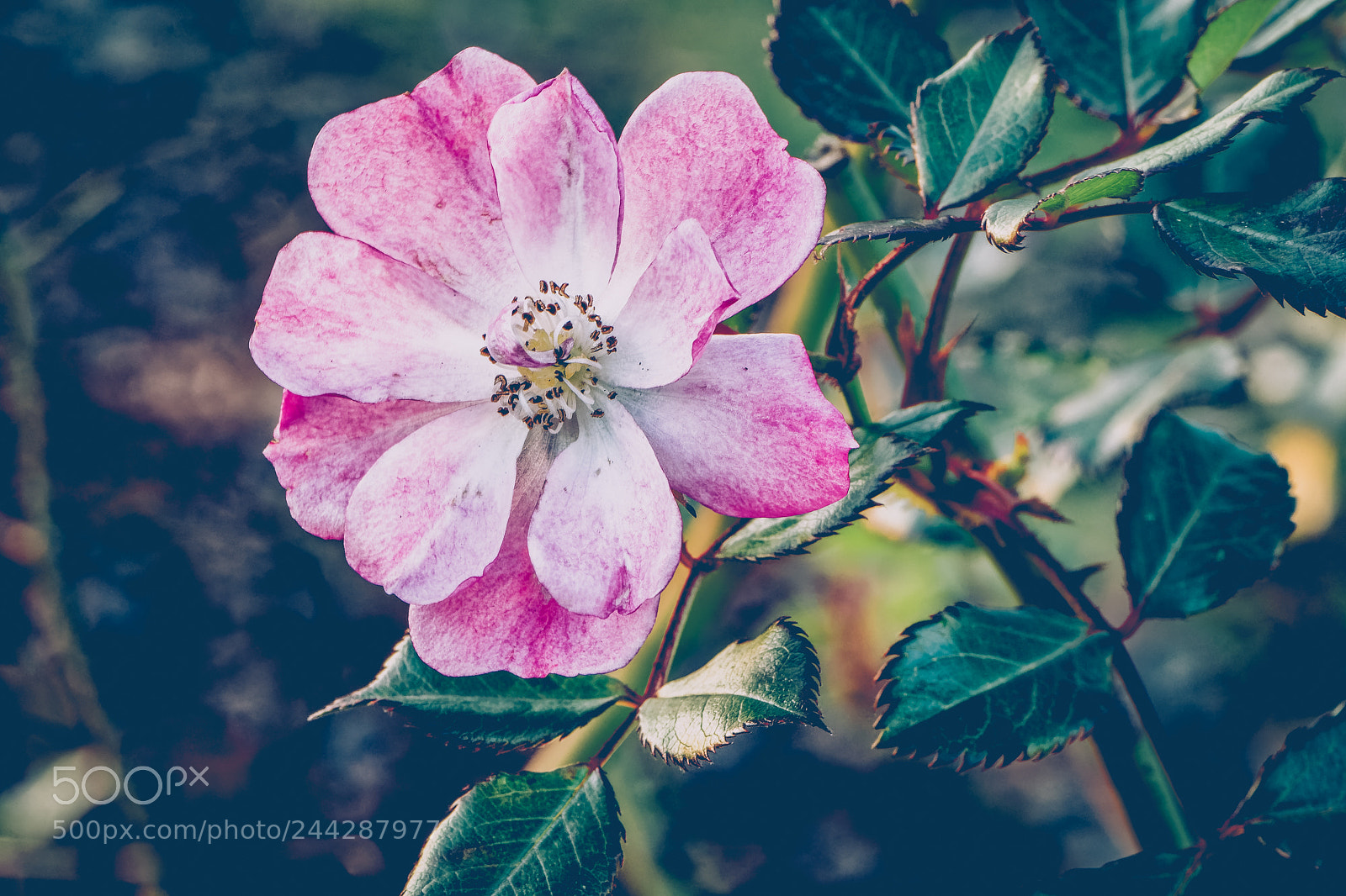 Nikon D500 sample photo. Fleur en macro photography