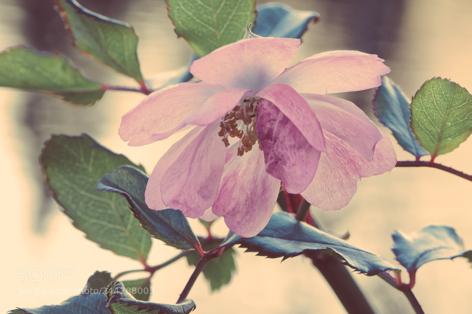 Nikon D500 sample photo. Fleur en macro photography