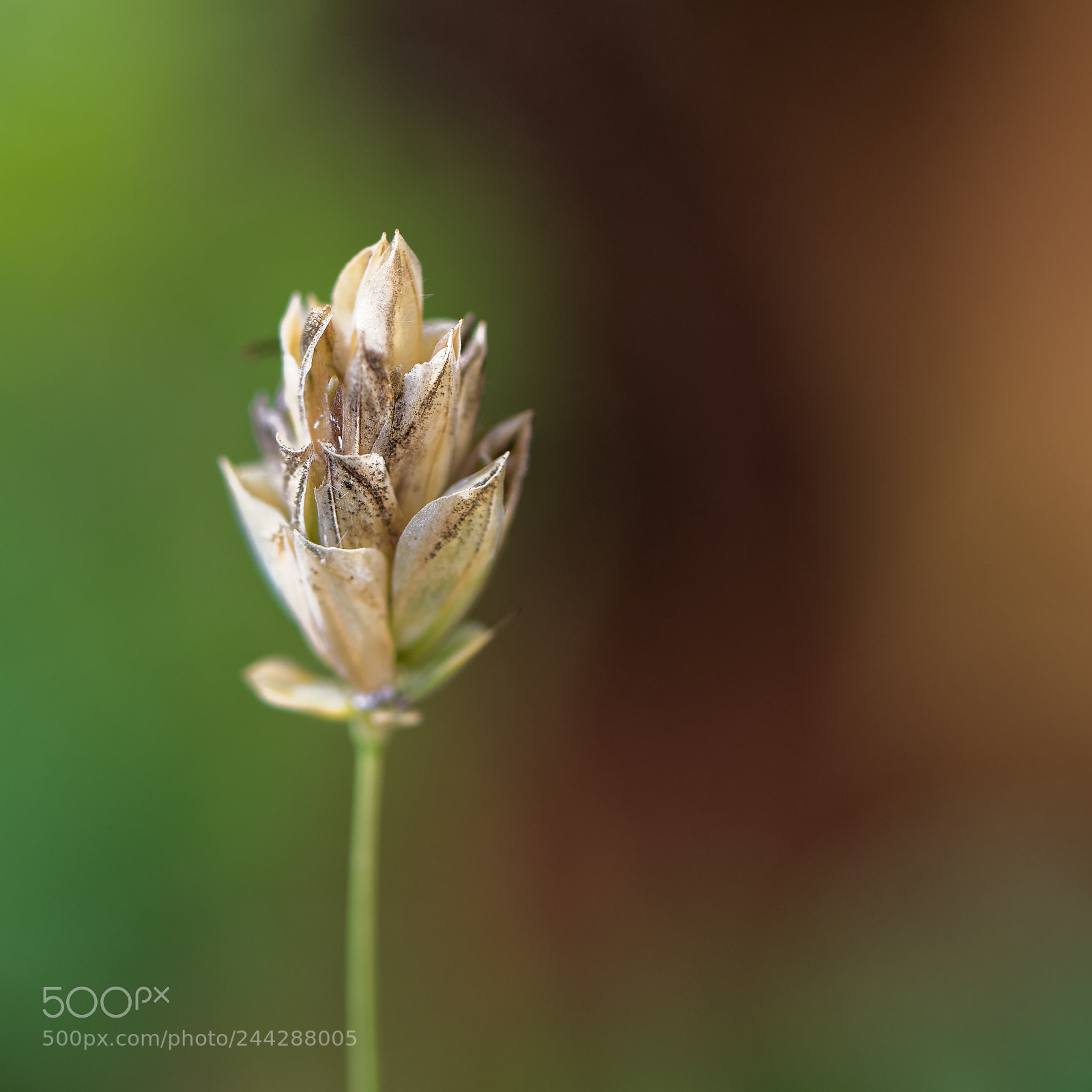 Nikon D500 sample photo. Fleur en macro photography