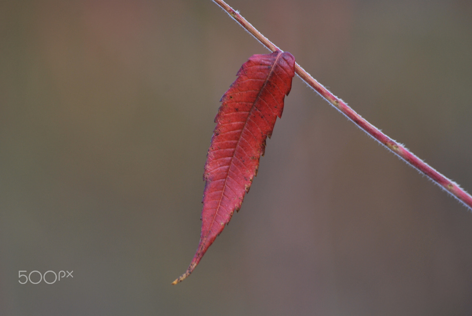 Nikon D60 + Sigma 70-300mm F4-5.6 APO DG Macro sample photo. All by myself photography