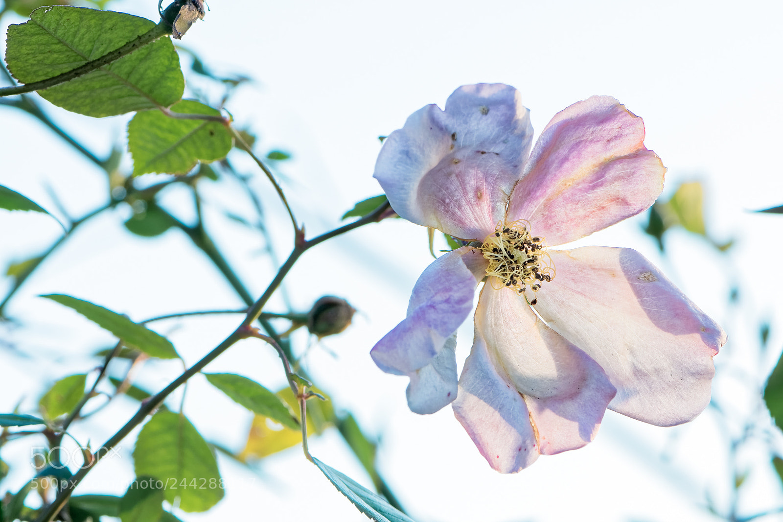 Nikon D500 sample photo. Fleur en macro photography