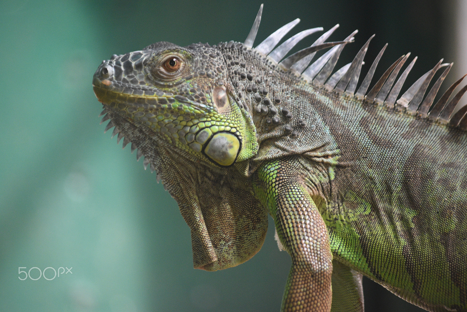 Nikon D5500 sample photo. Watchful chameleon photography