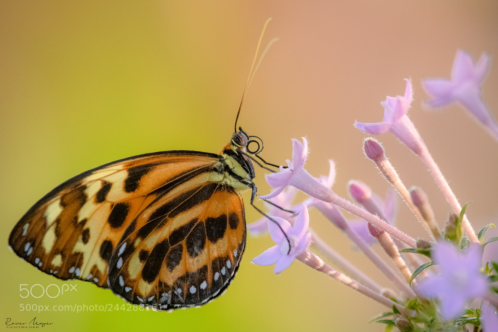 Nikon D500 sample photo. #144 - butterfly photography