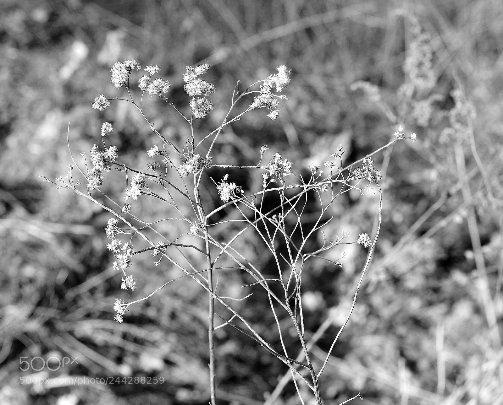 Nikon AF-S Nikkor 50mm F1.8G sample photo. Untitled photography