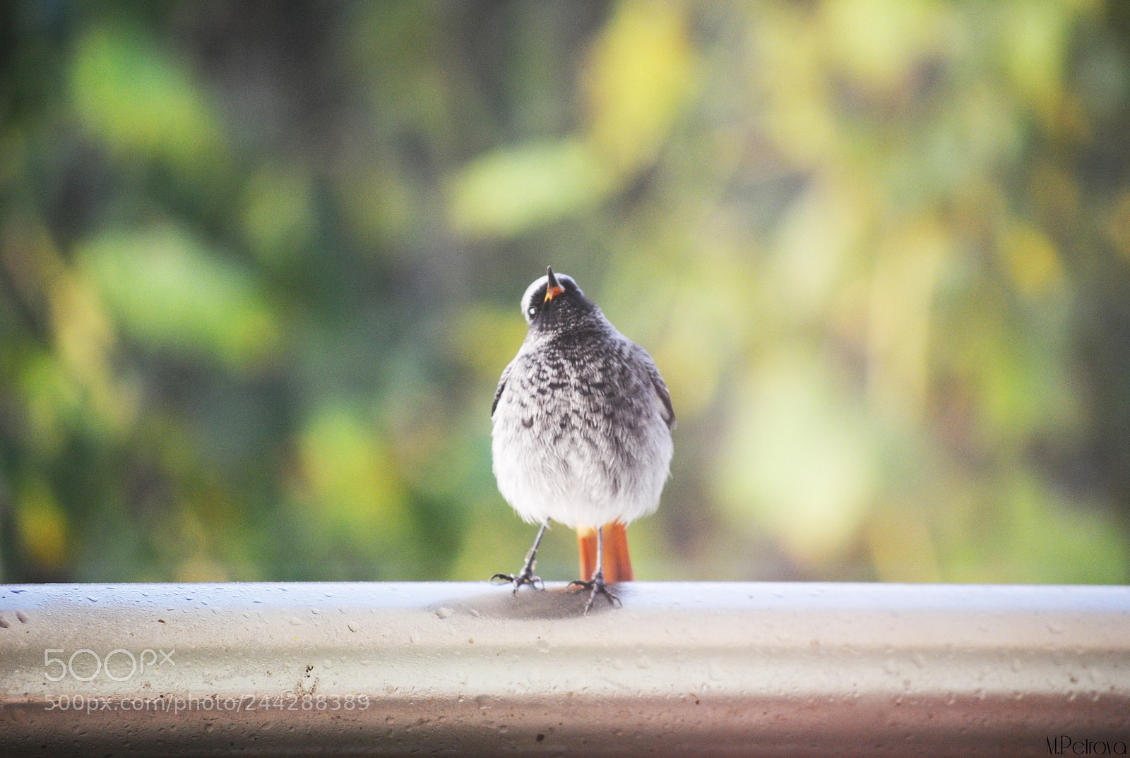 Nikon D3000 sample photo. Cute photography