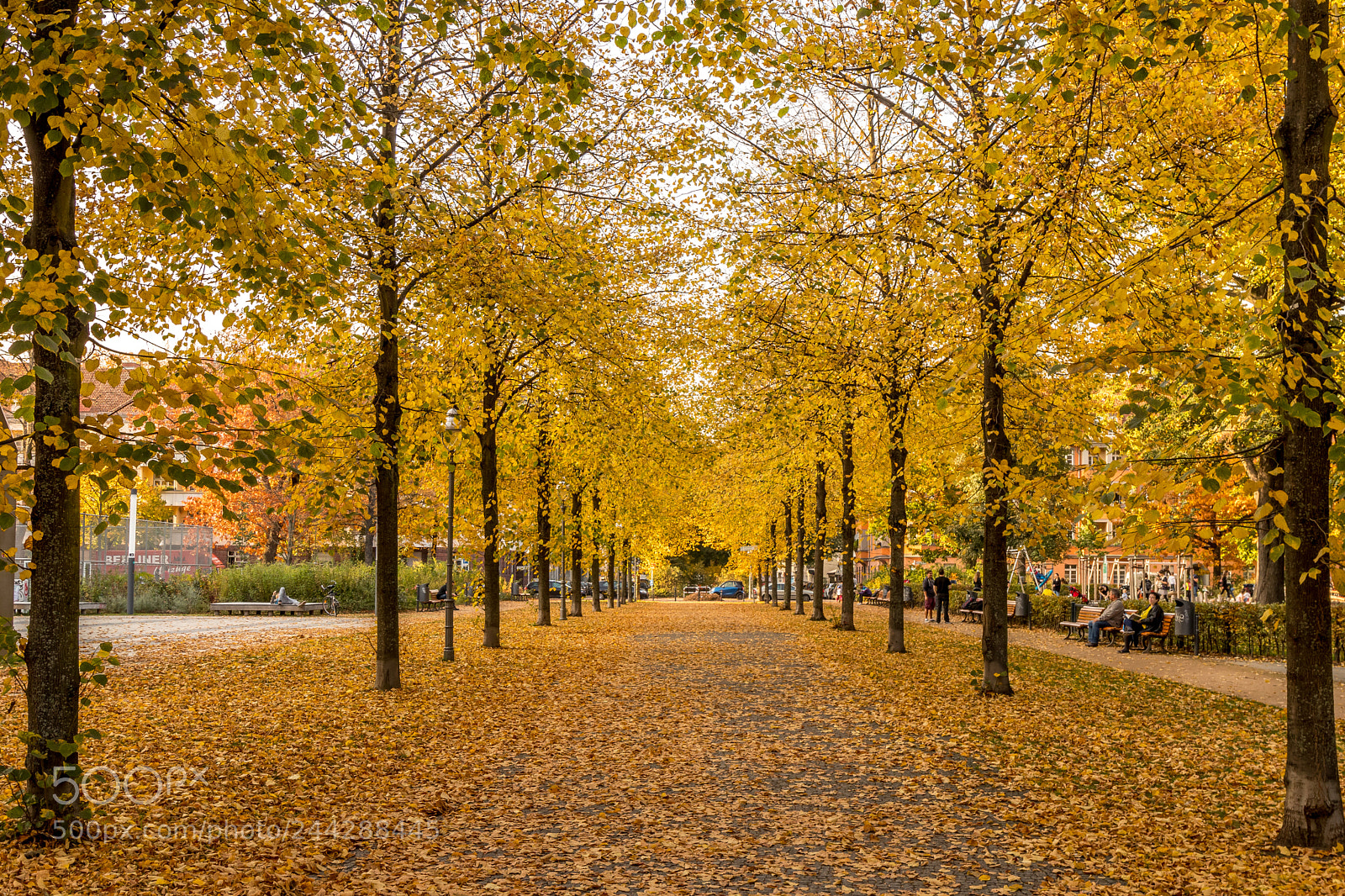 Canon EOS 77D (EOS 9000D / EOS 770D) sample photo. Golden trees photography