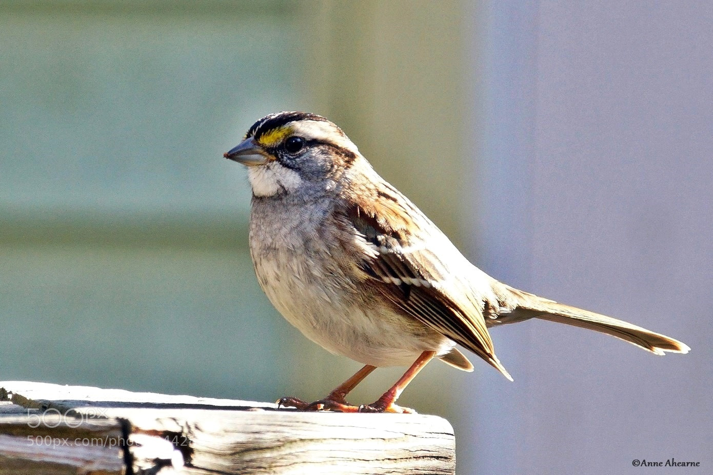 Sony ILCA-77M2 sample photo. White-throated sparrow photography