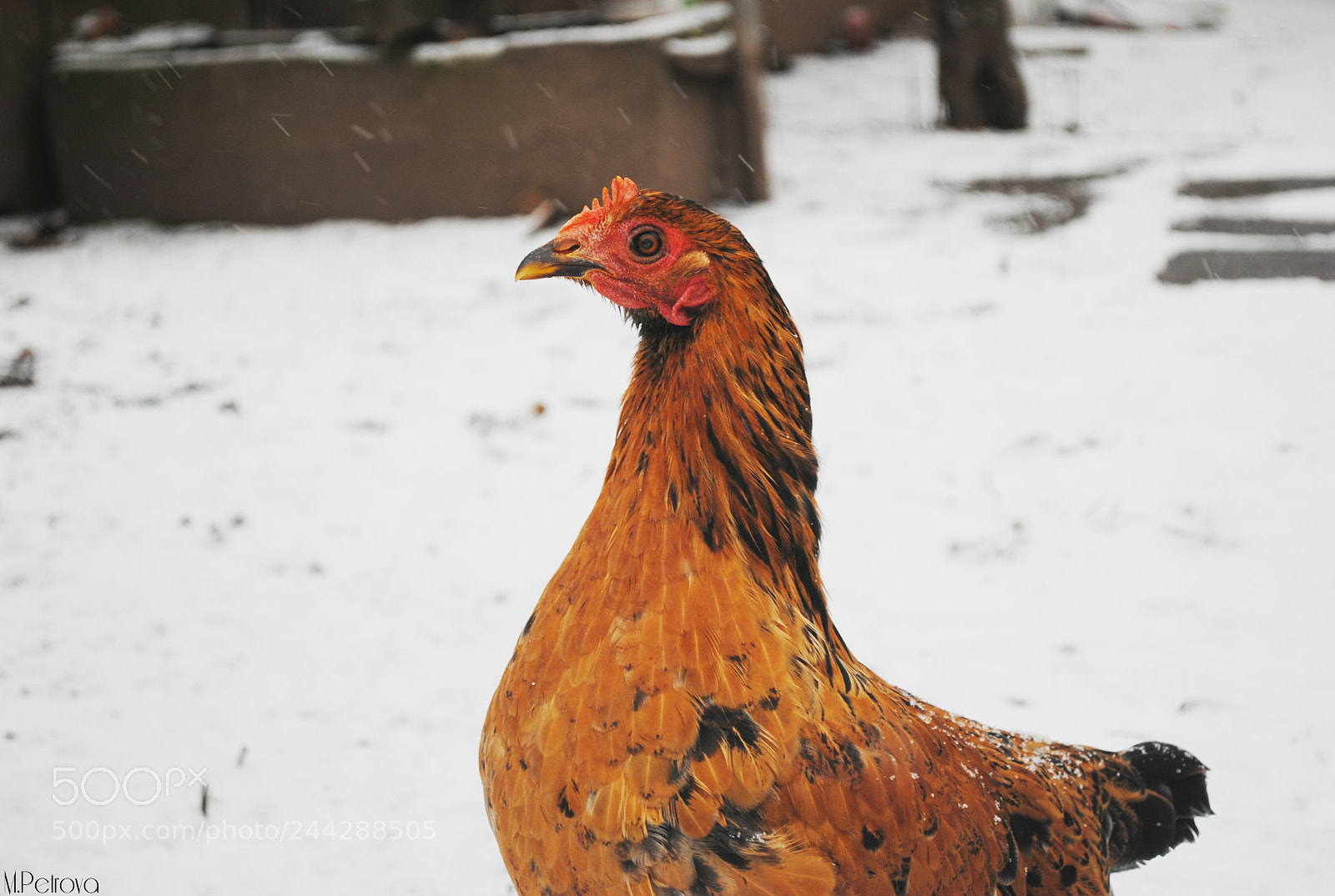 Nikon D3000 sample photo. Mrs. hen photography