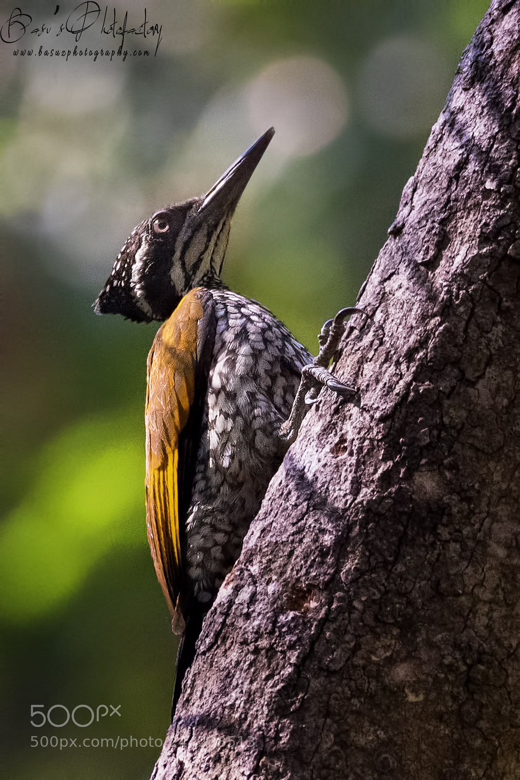 Nikon D810 sample photo. Greater flameback woodpecker (female) photography