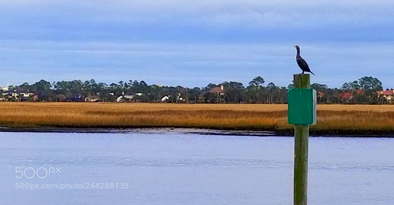 Samsung Galaxy S8+ sample photo. Perched #dragonbaitandjellyfish photography