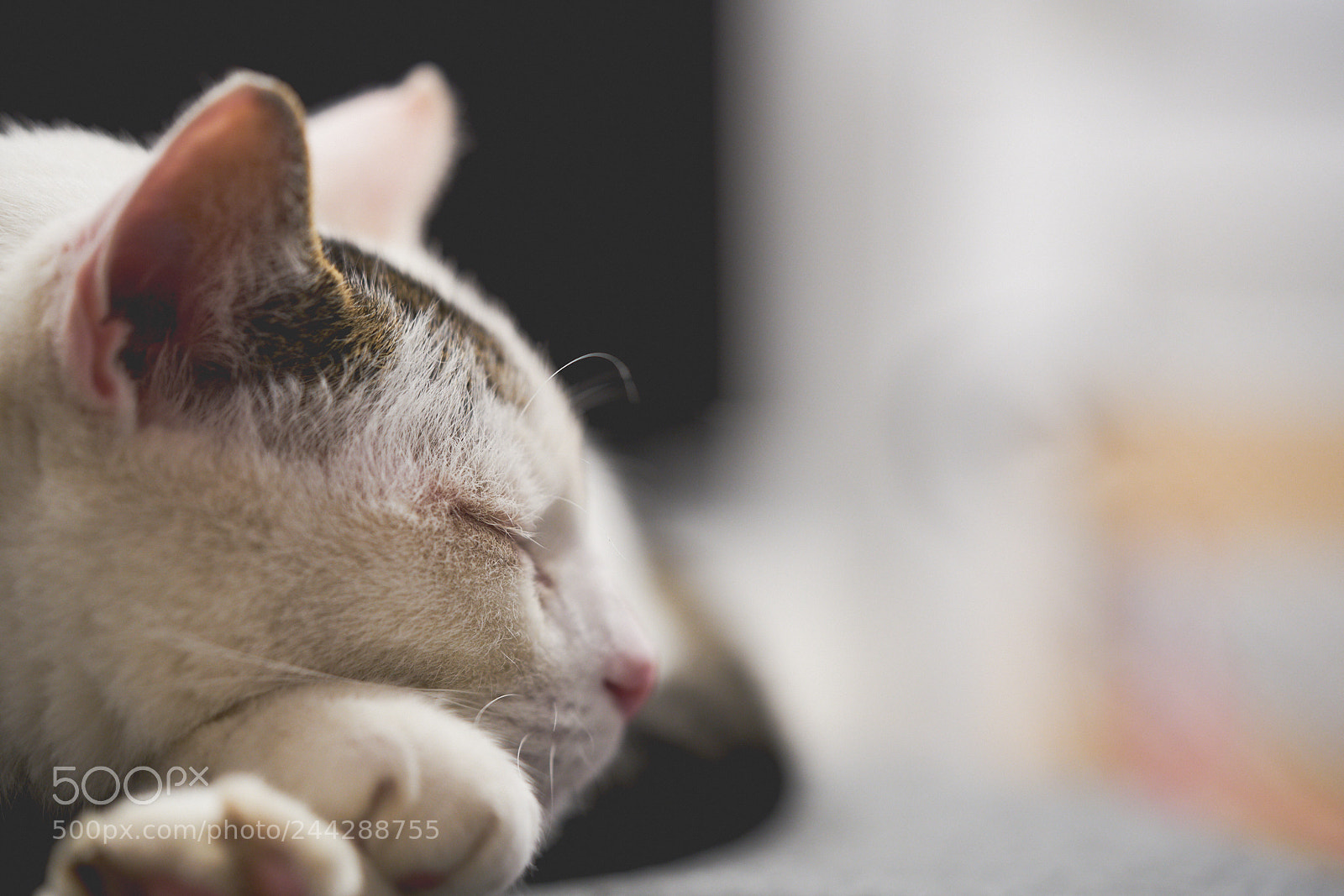 Sony a7R II sample photo. Day twenty nine photography