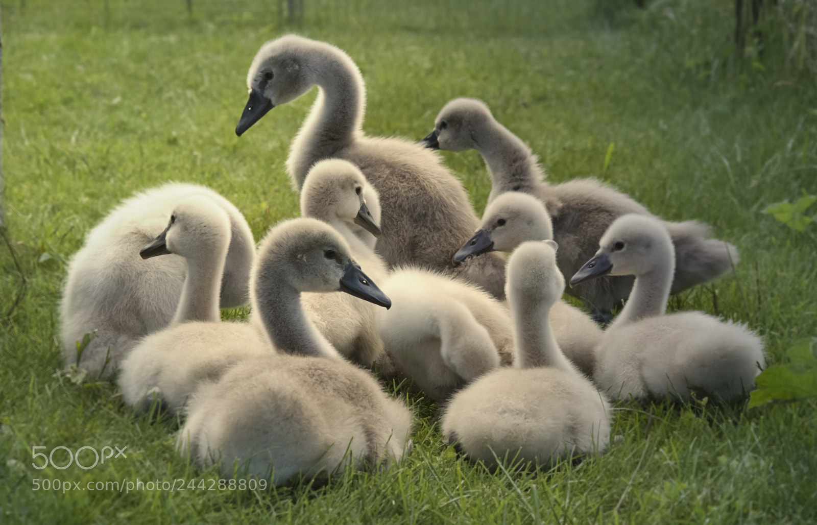 Nikon D5100 sample photo. The young ones ! photography