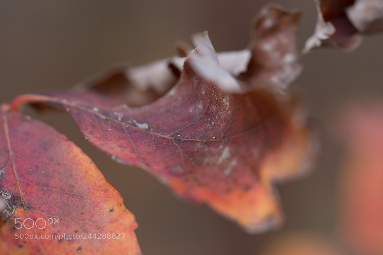 Olympus OM-D E-M10 II sample photo. Feuilles d'automnes photography