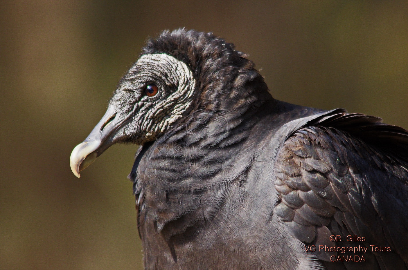 Pentax K-5 IIs sample photo. Black vulture portrait photography