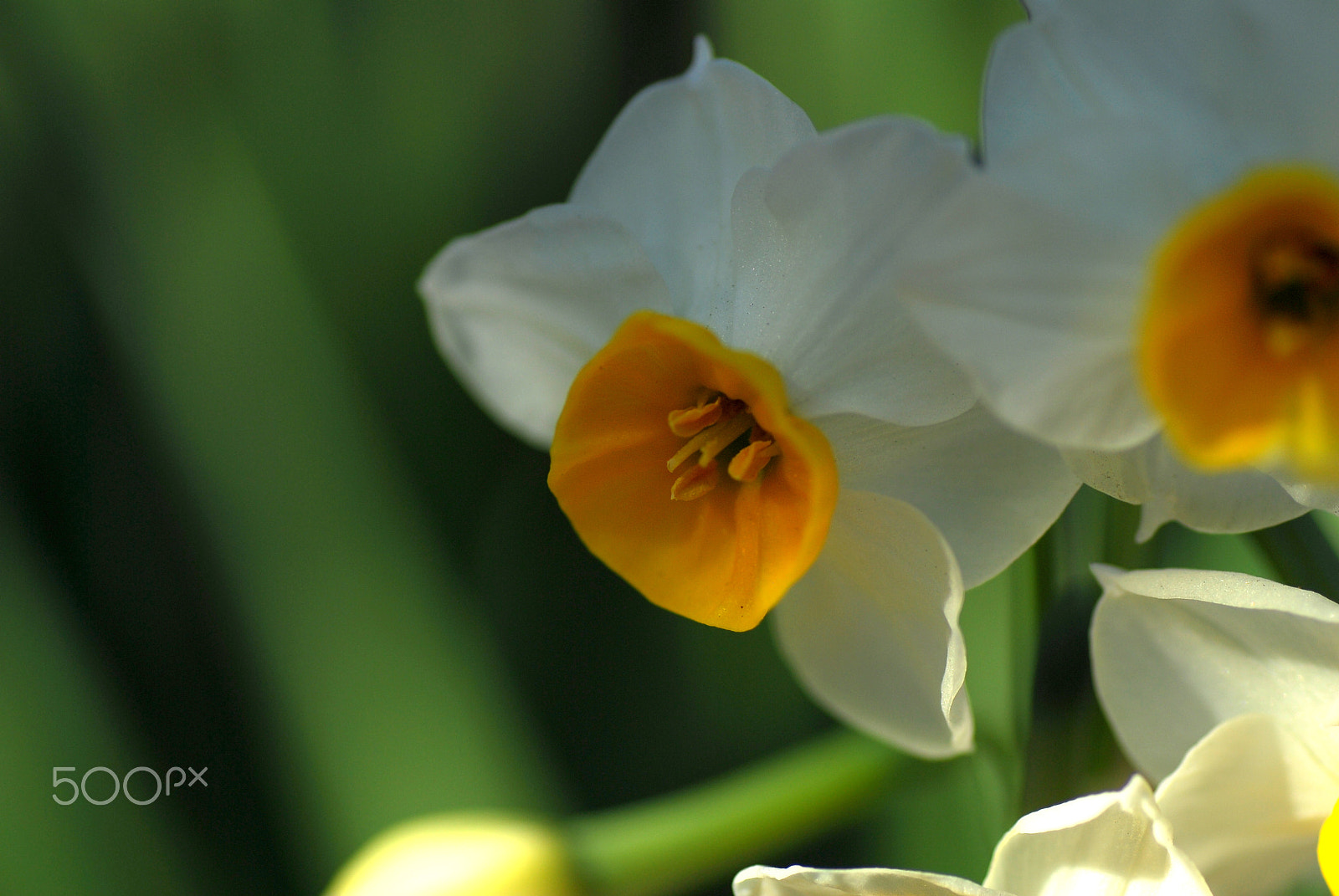 Nikon D200 sample photo. Sweet fragrance photography