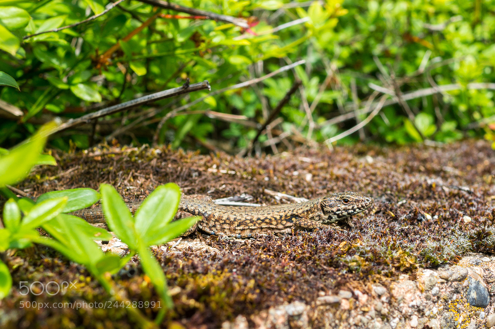 Sony Alpha NEX-6 sample photo. Untitled photography