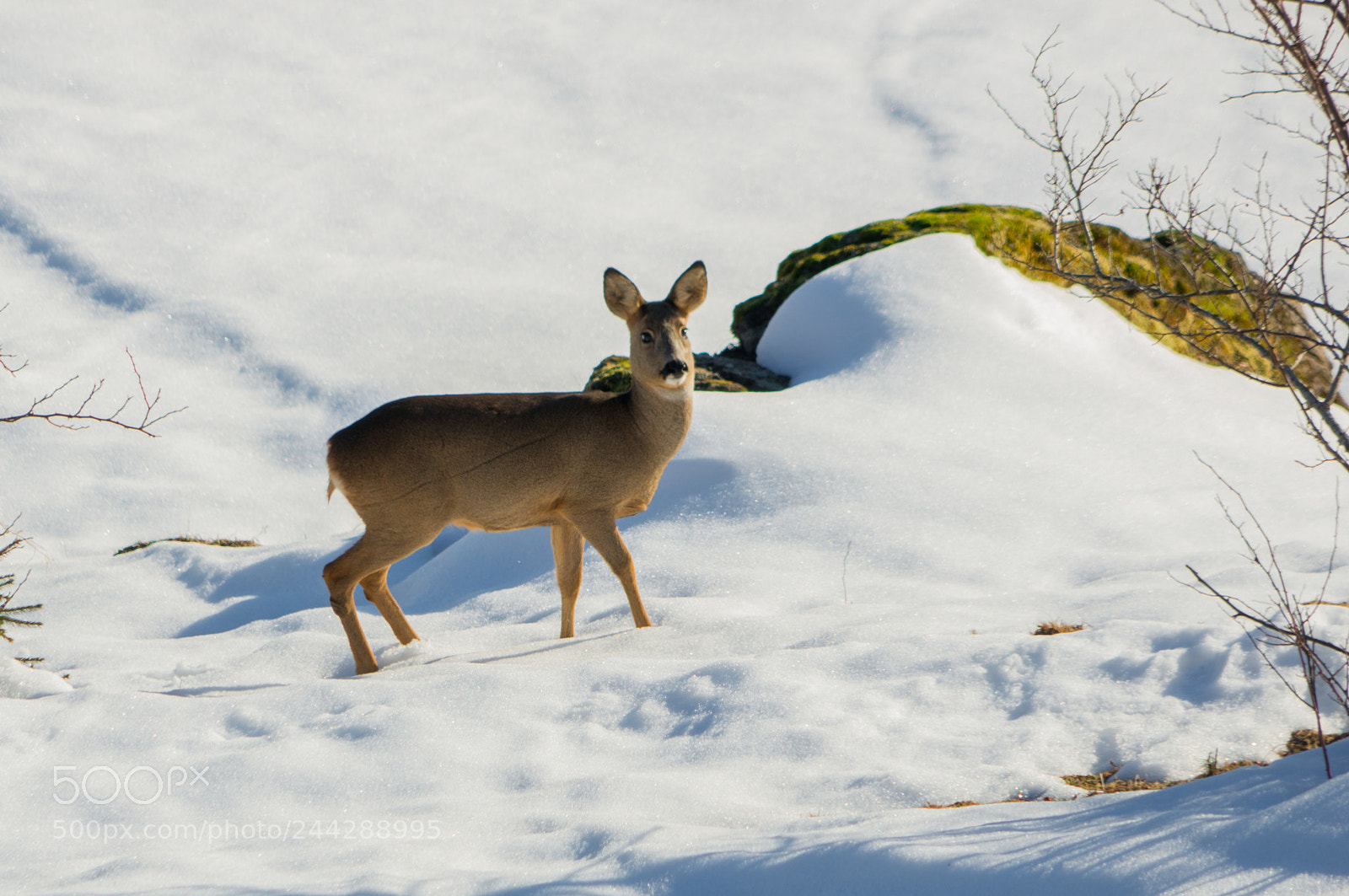 Sony Alpha NEX-6 sample photo. Untitled photography