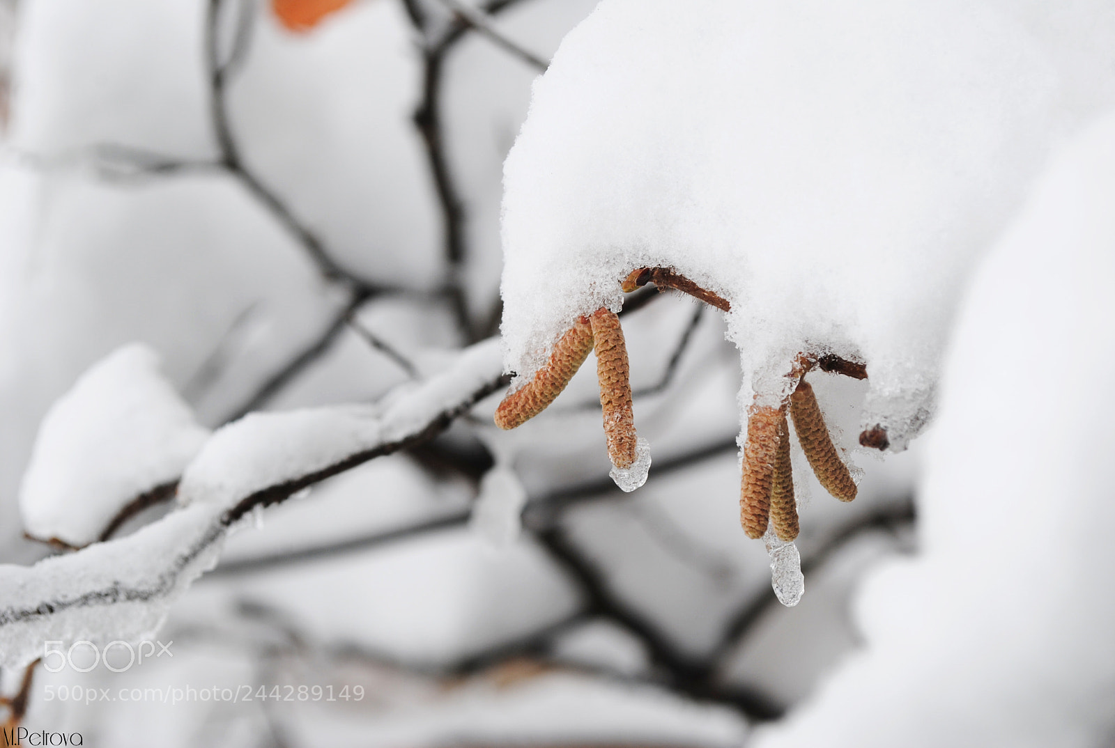 Nikon D3000 sample photo. Let it snow photography