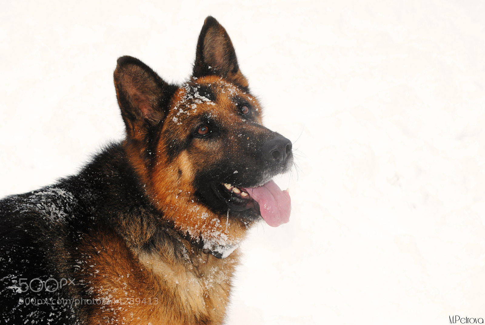 Nikon D3000 sample photo. Happy in the snow photography