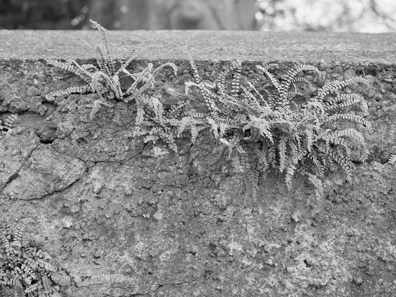 Olympus OM-D E-M10 II sample photo. Wall photography
