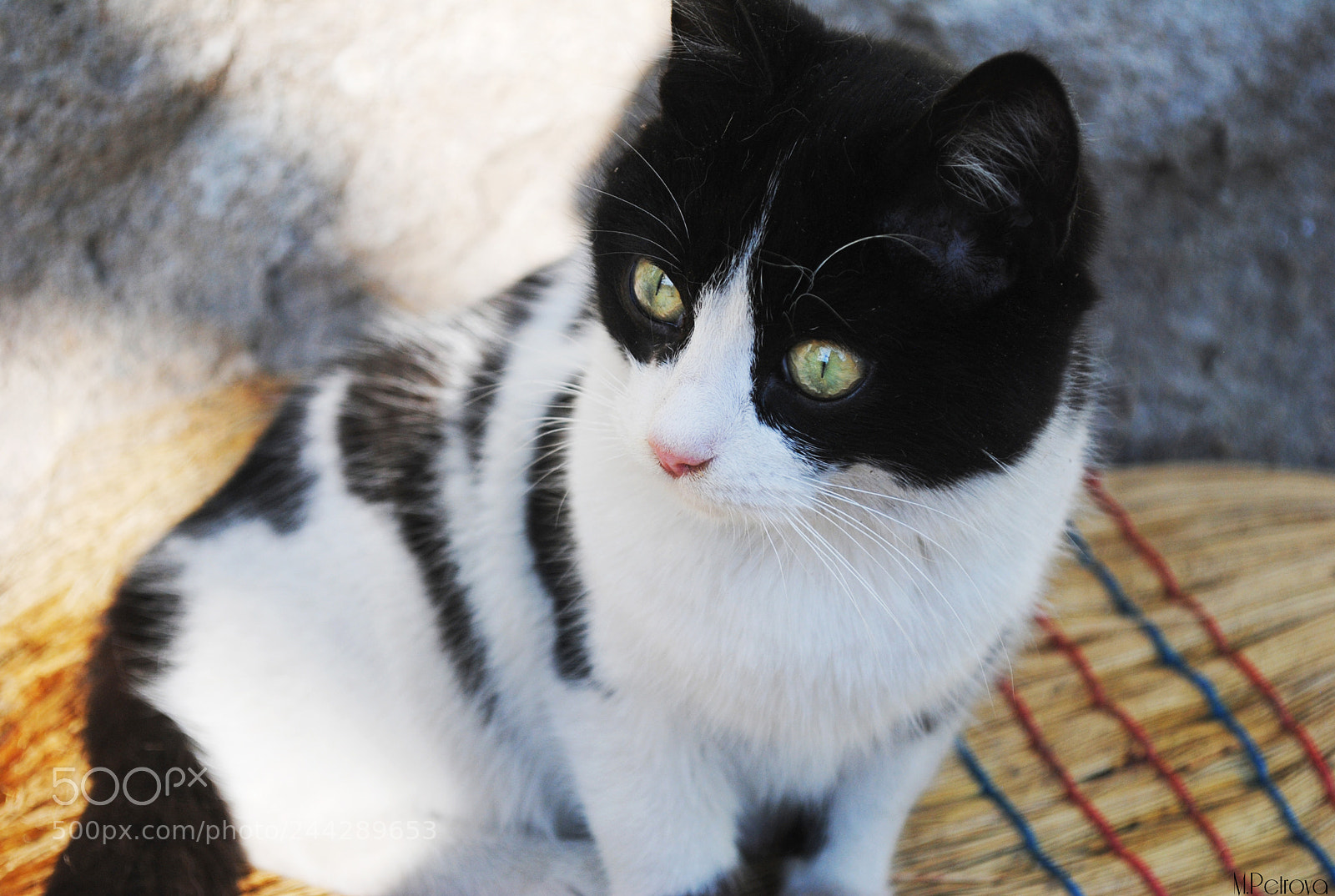 Nikon D3000 sample photo. I'm fabulous photography