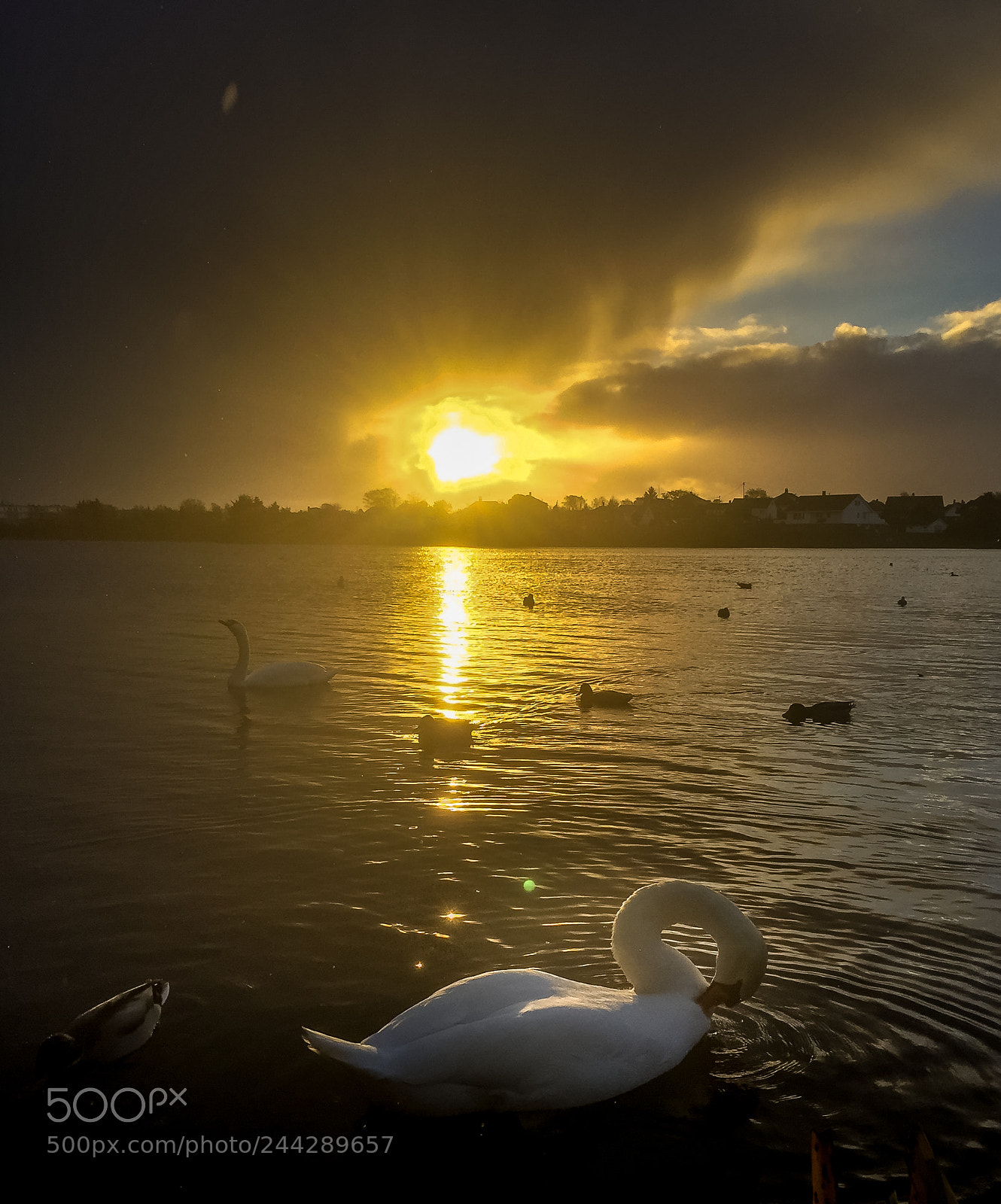 Apple iPhone 6 sample photo. Duck in sun photography