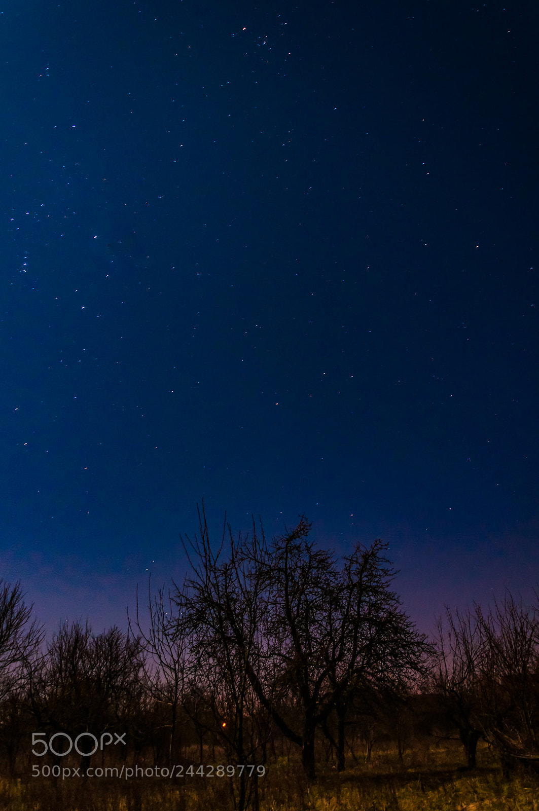 Nikon D90 sample photo. Orchard at night photography