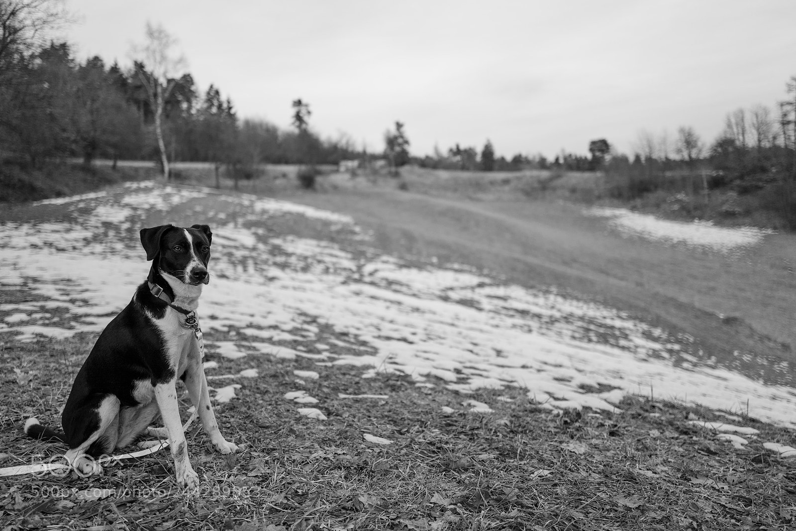 Leica Q (Typ 116) sample photo. Come on photography