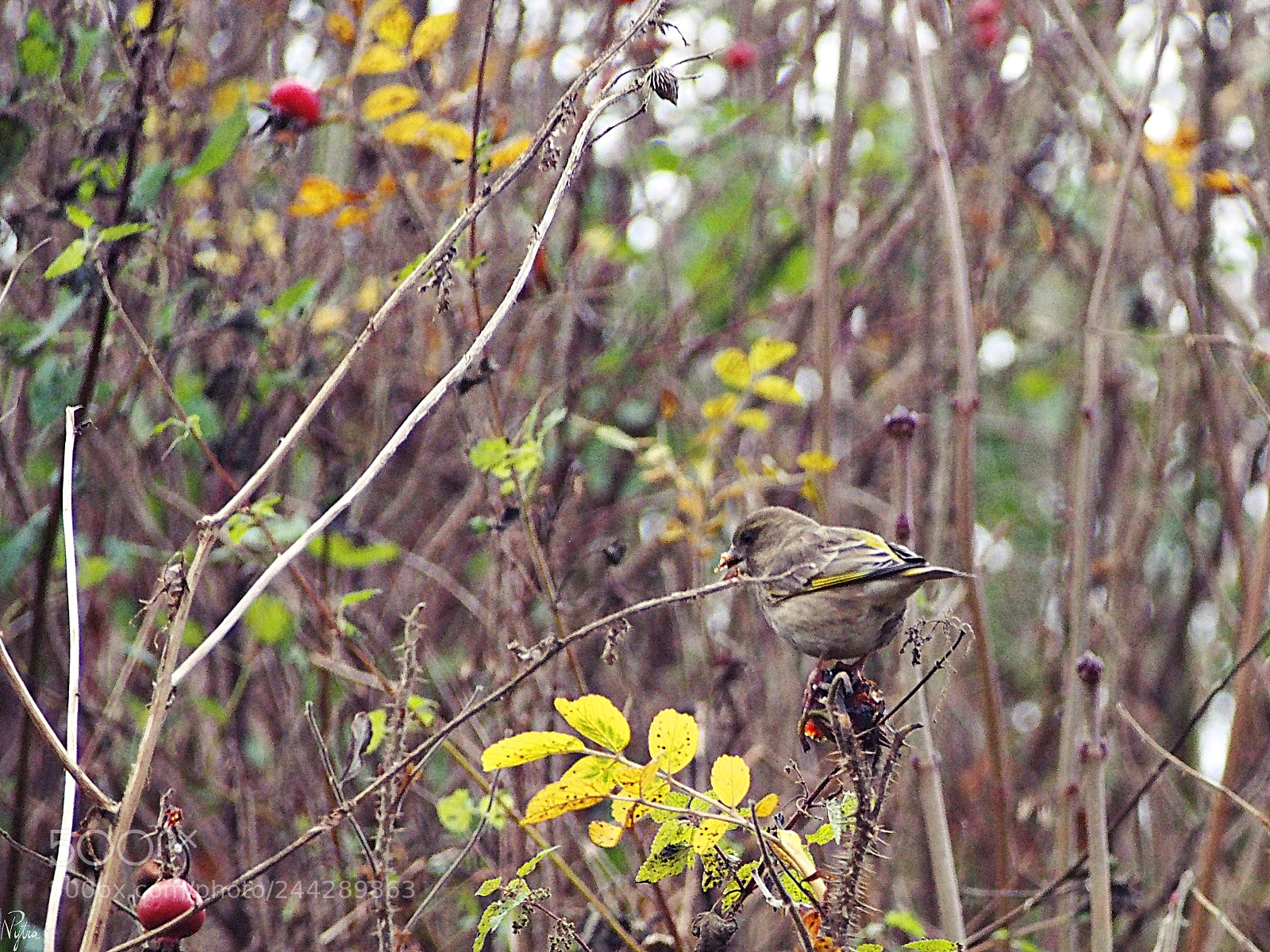 Olympus PEN E-PL5 sample photo. Greenfinch photography