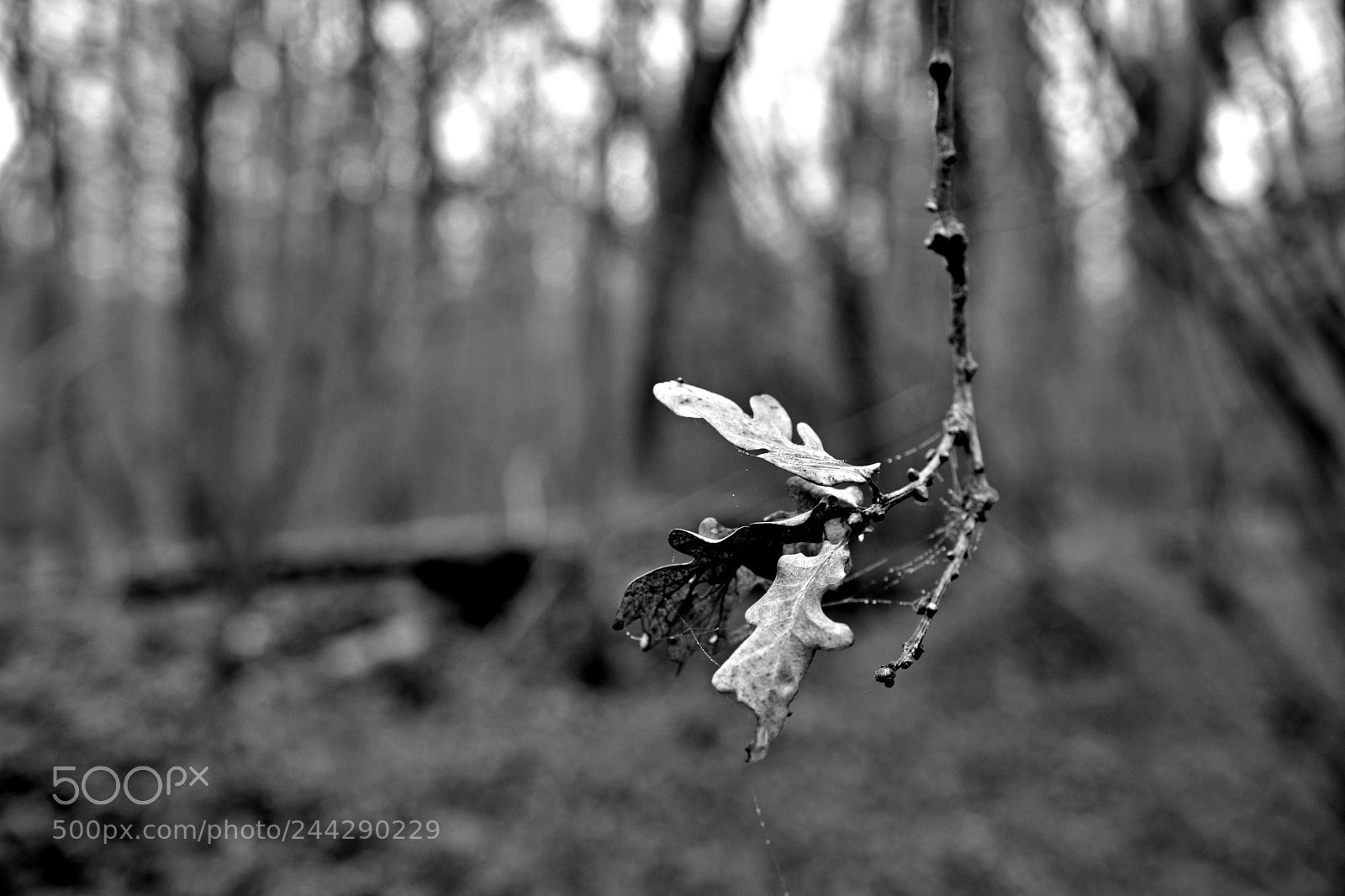 Nikon D7100 sample photo. Les âmes mortes... photography