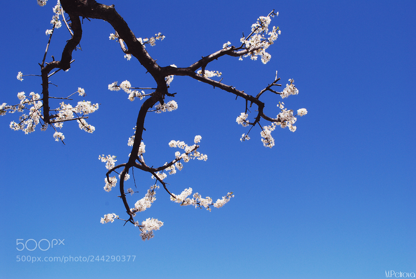 Nikon D3000 sample photo. Hello, spring! photography