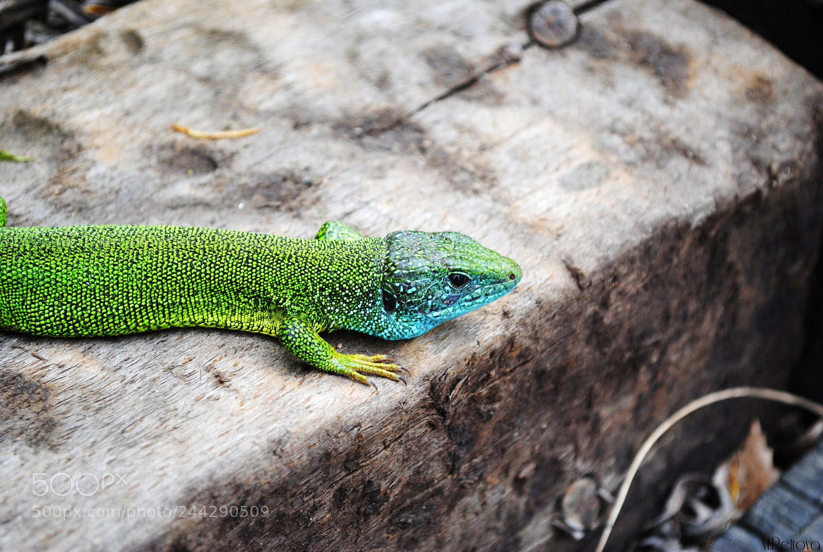 Nikon D3000 sample photo. Fearless lizard photography