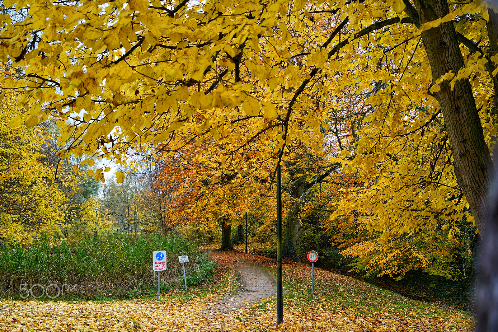 Sony a7R II sample photo. Autumn around photography