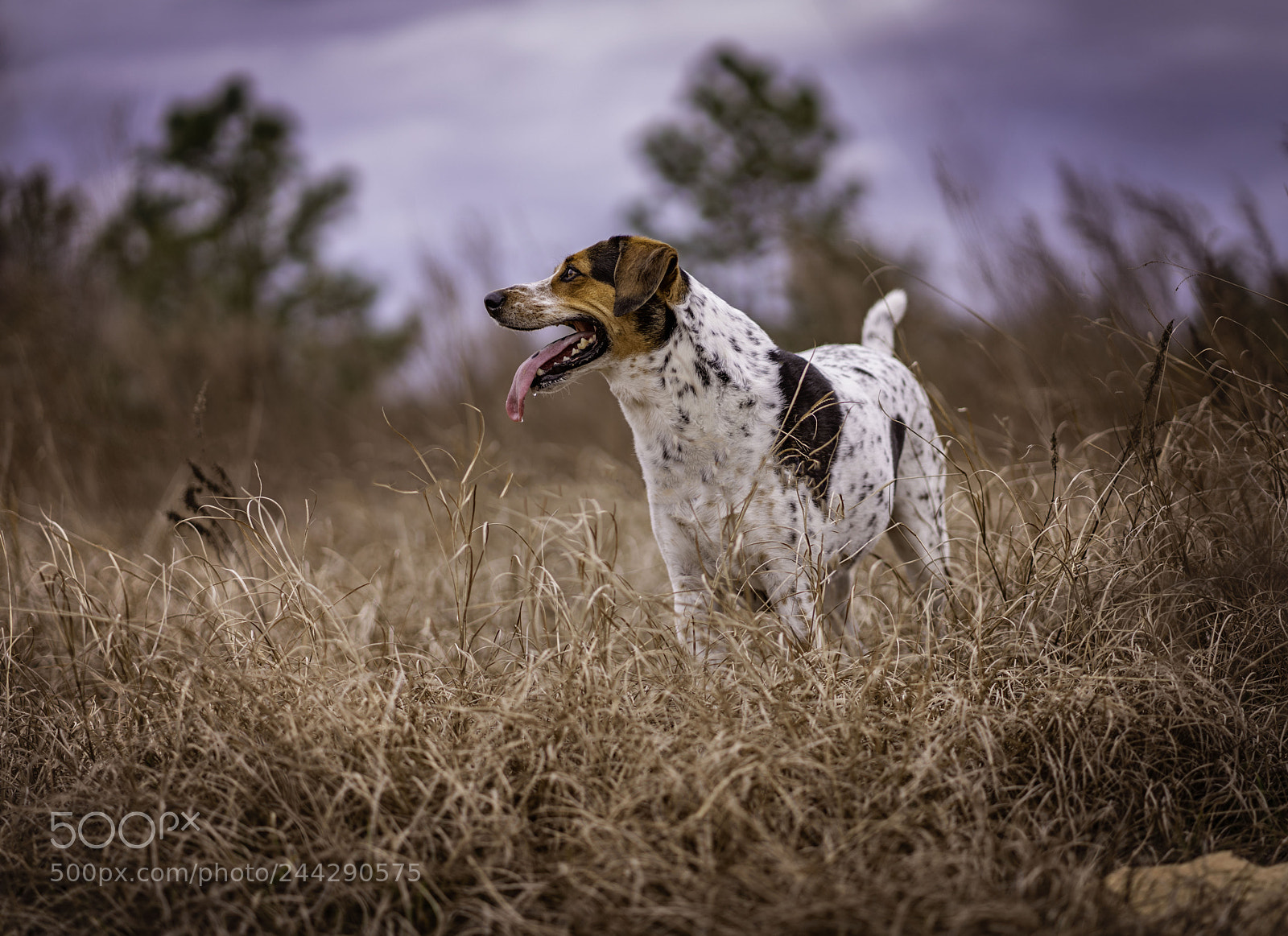 Sony a7R II sample photo. Sweet boy photography