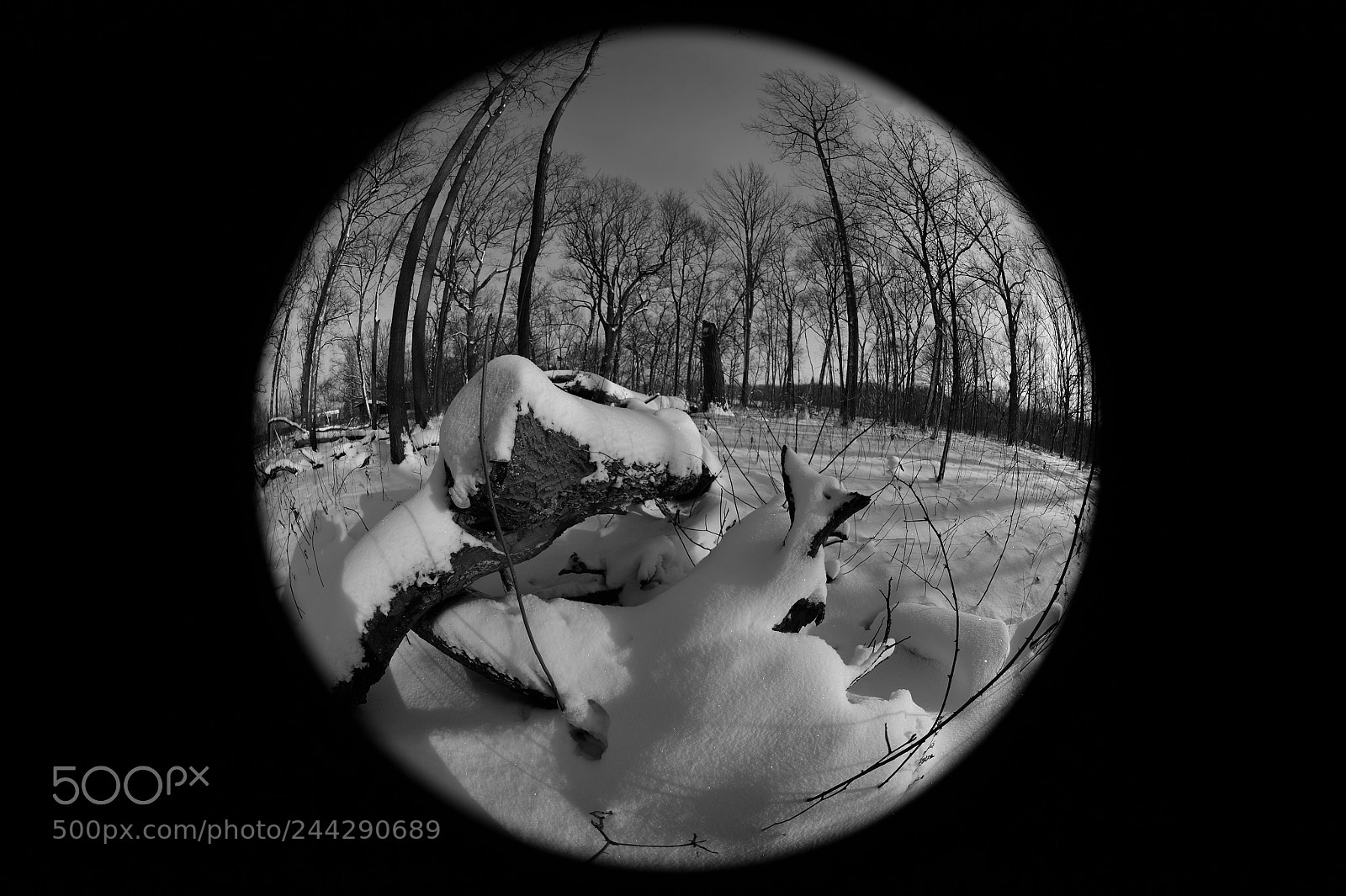 Nikon D4 sample photo. Winter morning photography