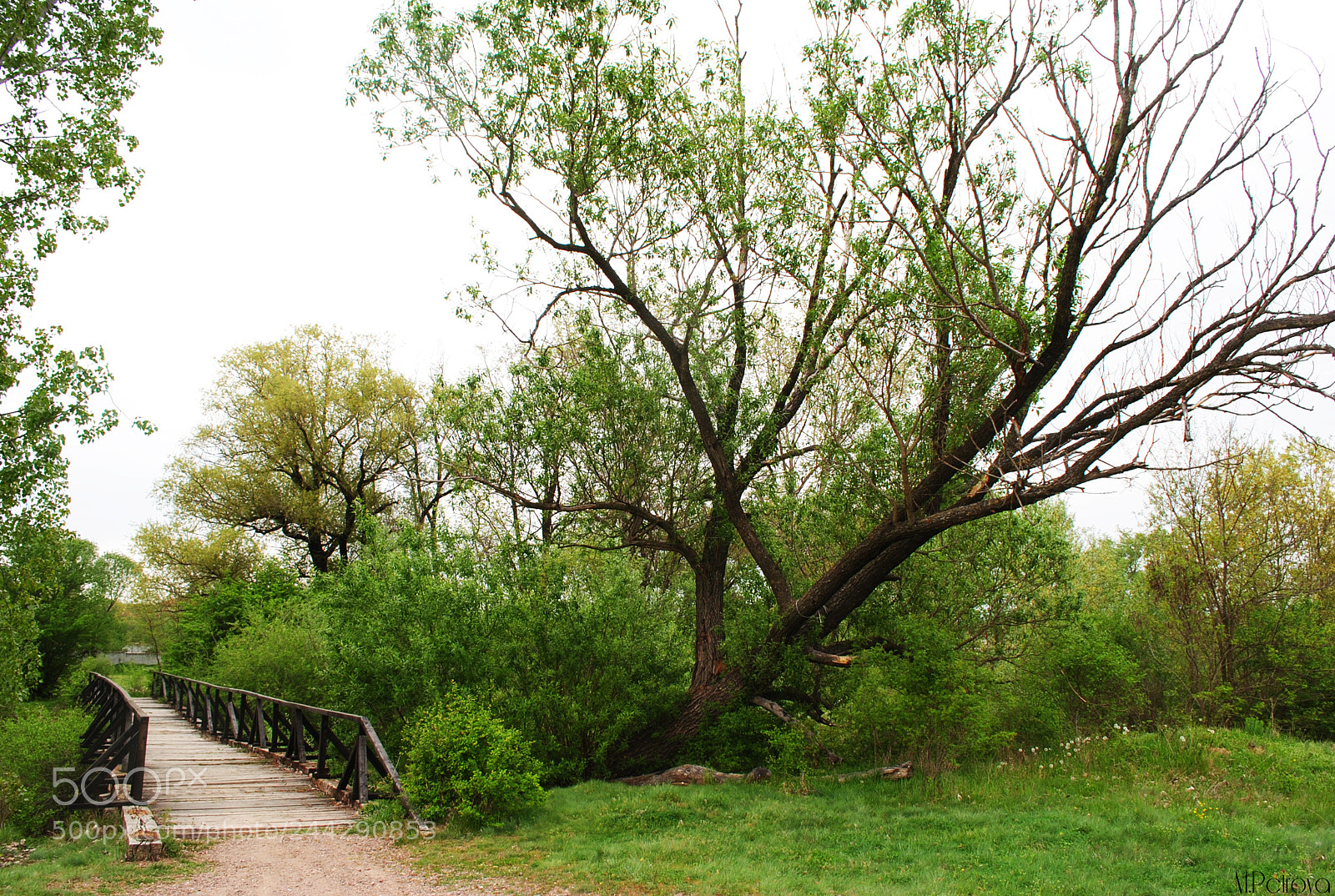 Nikon D3000 sample photo. Green heaven photography