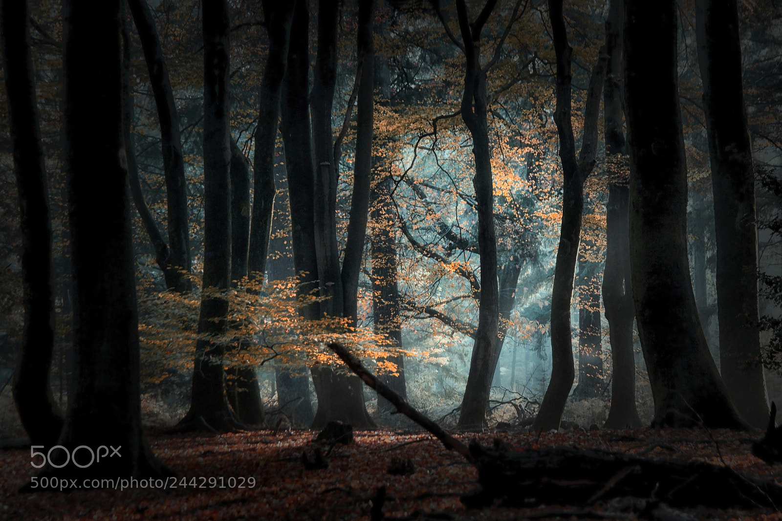 Samsung NX1 sample photo. Magic speulderforest photography