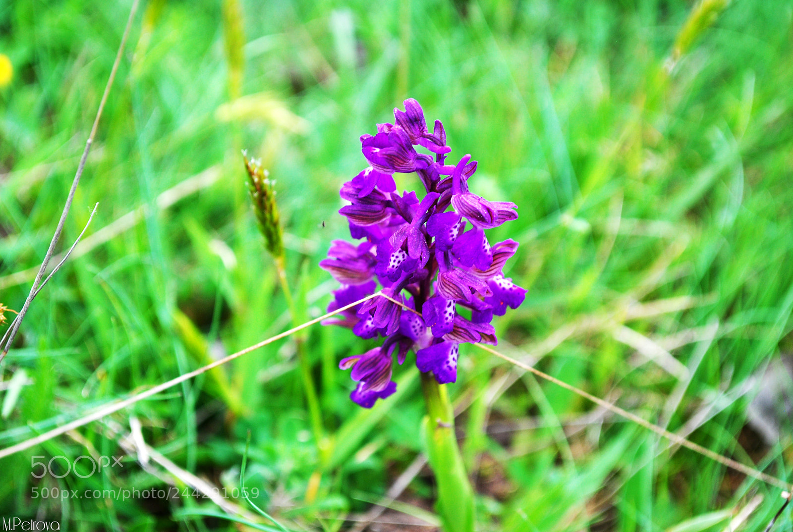 Nikon D3000 sample photo. Purple dream photography