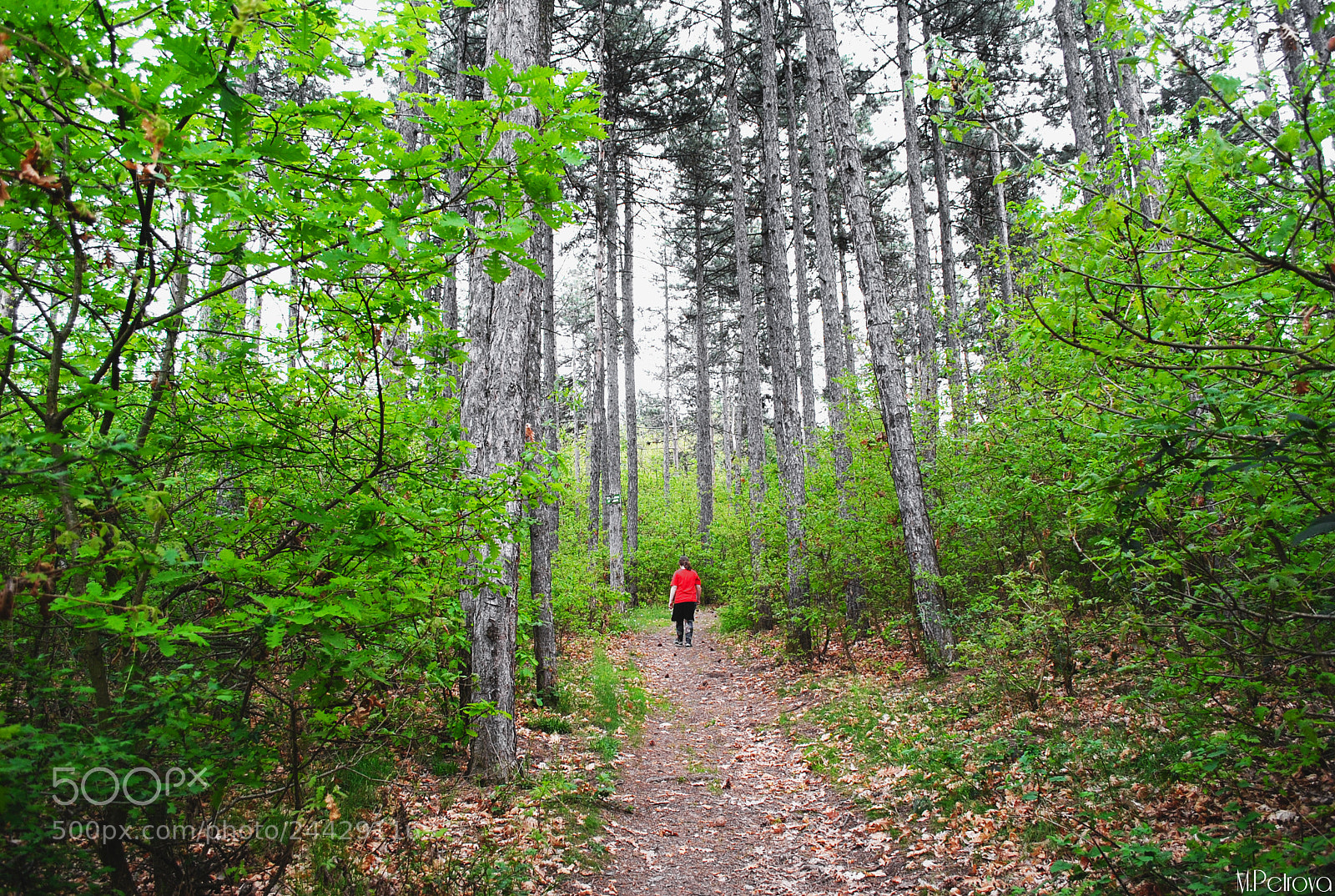 Nikon D3000 sample photo. In the woods somewhere photography