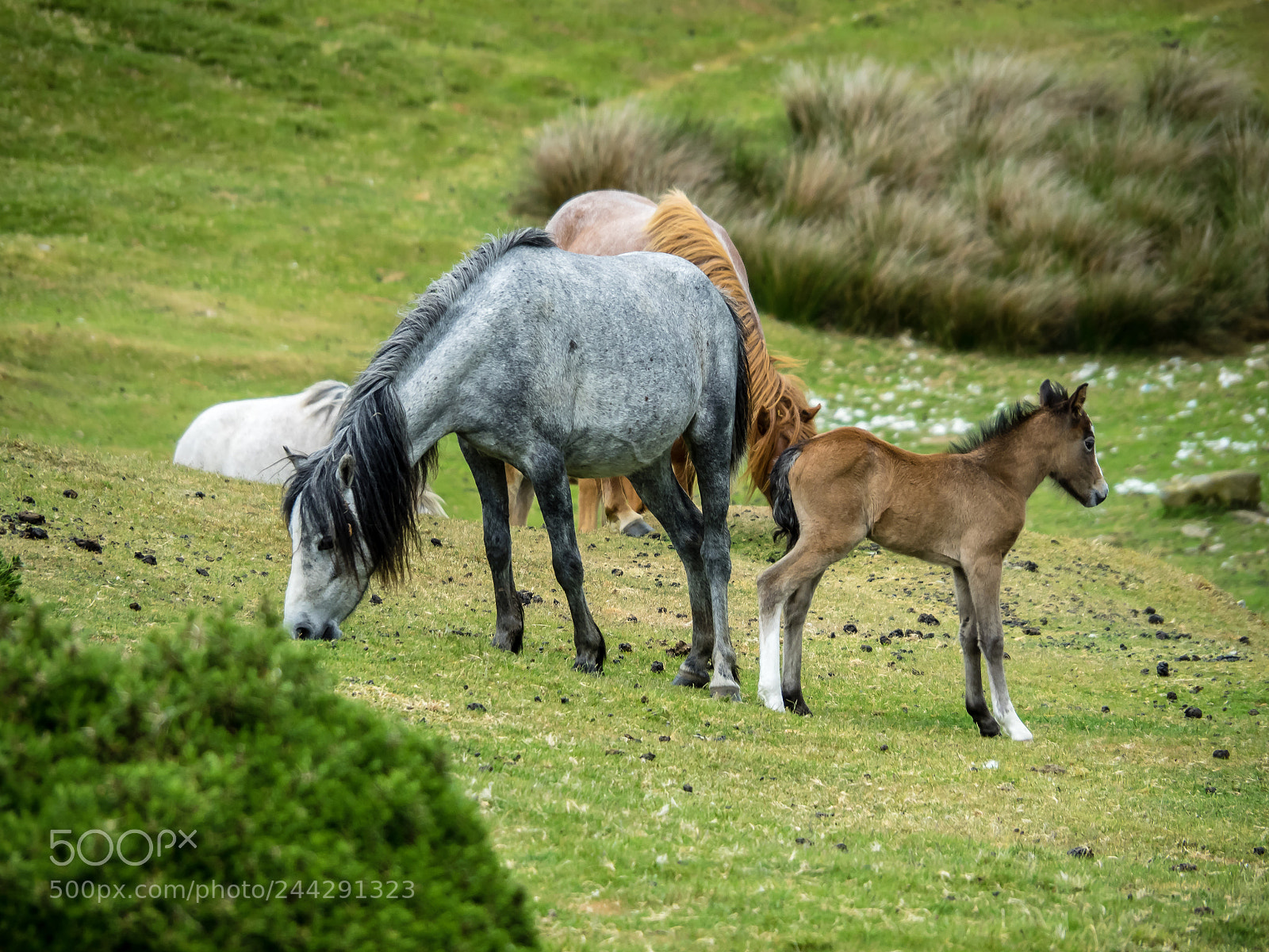 Olympus OM-D E-M1 sample photo. The majestic wild p photography