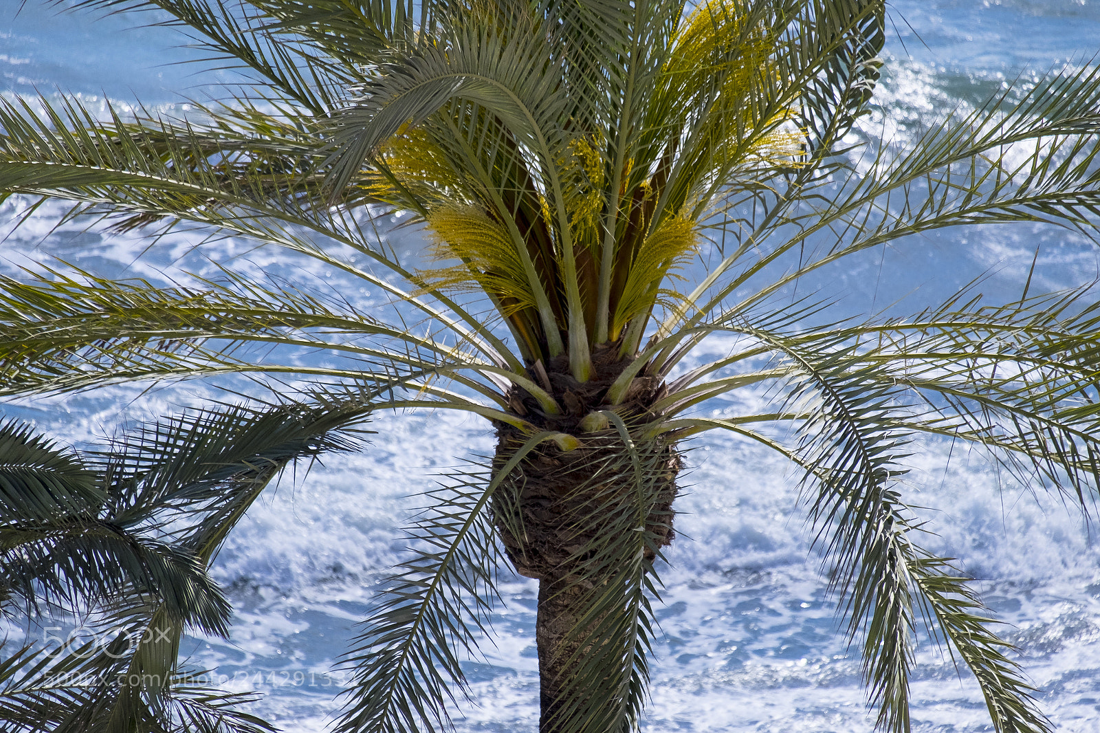 Fujifilm X-T1 sample photo. Palm tree photography