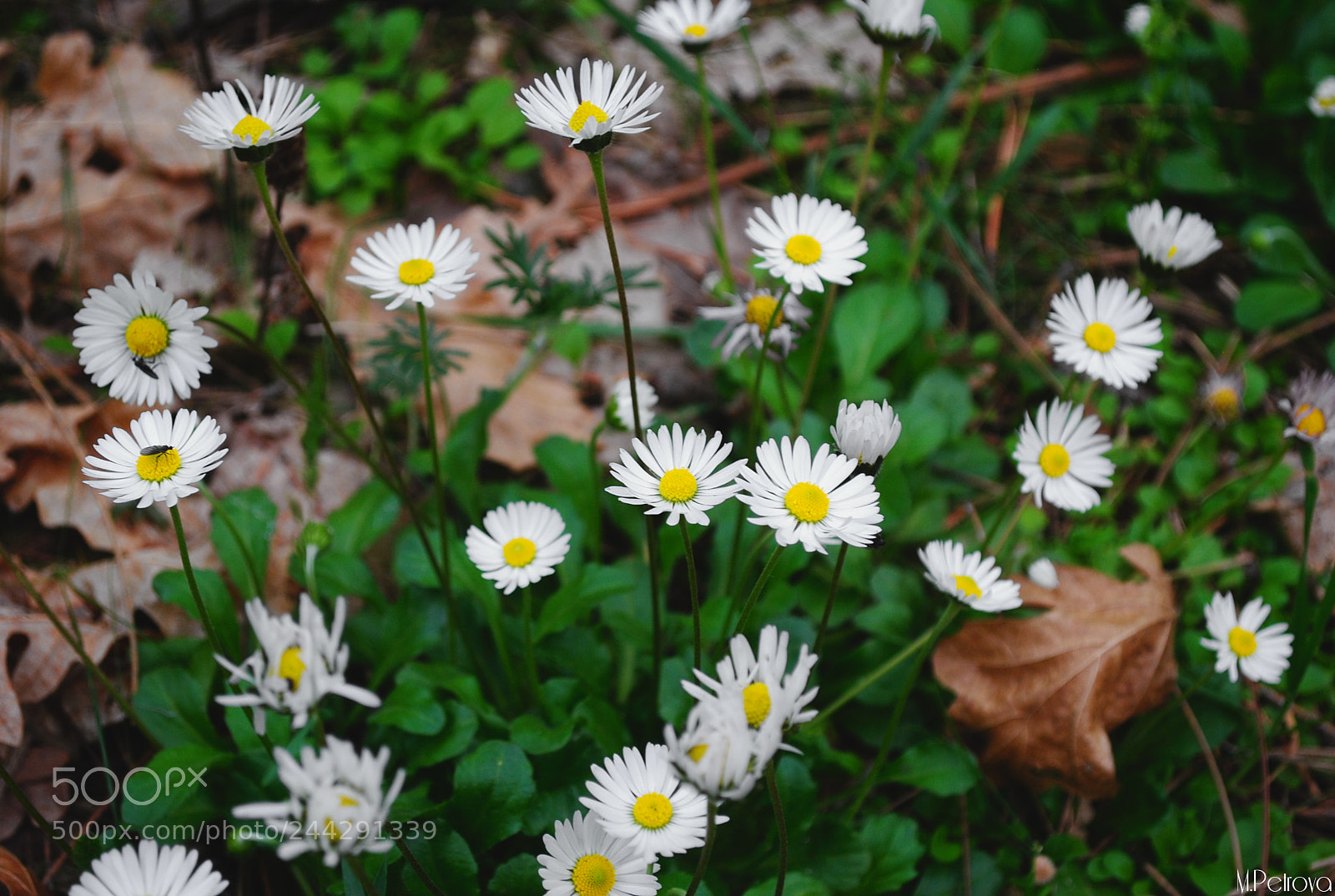 Nikon D3000 sample photo. Wild flowers photography