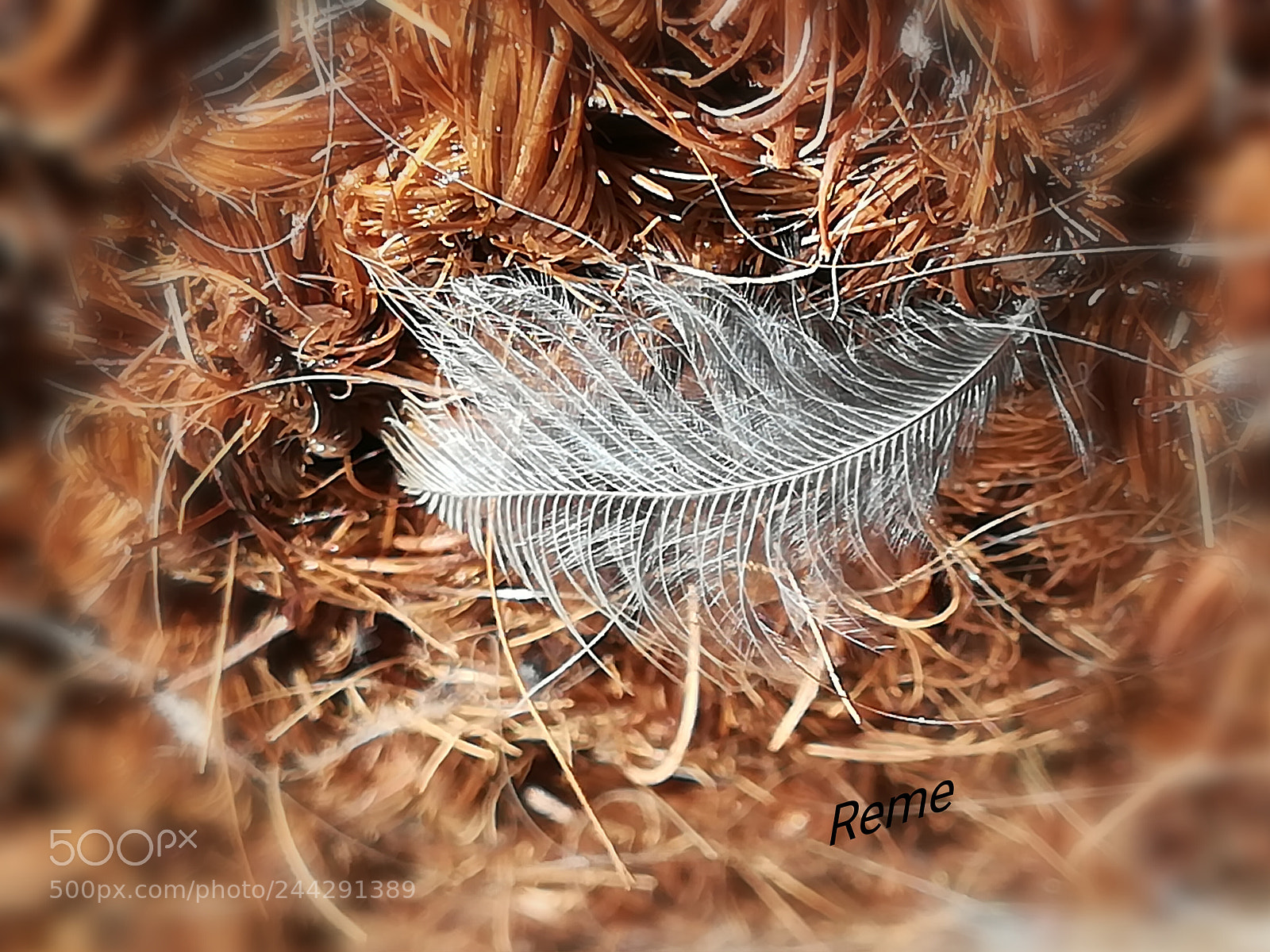 HUAWEI PRA-LX1 sample photo. Pluma photography